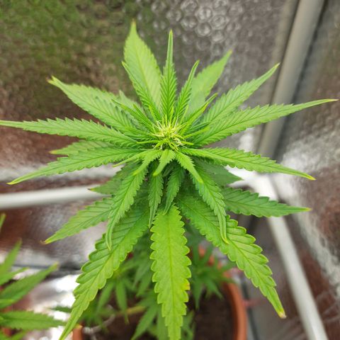 1st, 2nd & 3rd Green House Cheese growlog timeline photo
