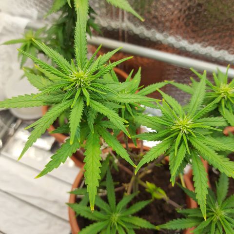 1st, 2nd & 3rd Green House Cheese growlog timeline photo