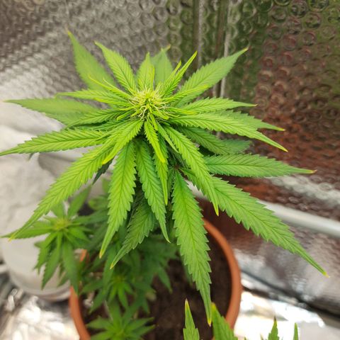 1st, 2nd & 3rd Green House Cheese growlog timeline photo