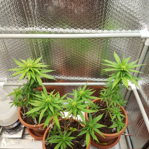 1st, 2nd & 3rd Green House Cheese growlog timeline photo