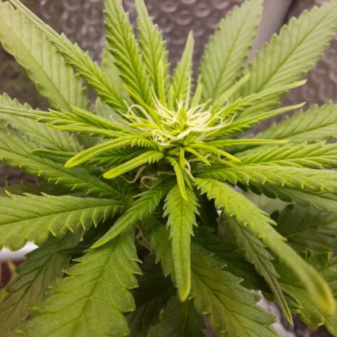1st, 2nd & 3rd Green House Cheese growlog timeline photo