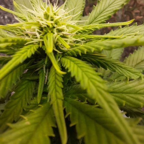 1st, 2nd & 3rd Green House Cheese growlog timeline photo