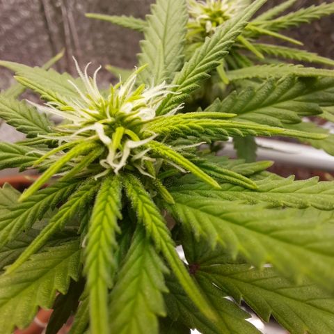 1st, 2nd & 3rd Green House Cheese growlog timeline photo