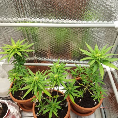 1st, 2nd & 3rd Green House Cheese growlog timeline photo