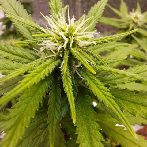 1st, 2nd & 3rd Green House Cheese growlog timeline photo