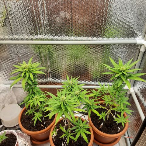 1st, 2nd & 3rd Green House Cheese growlog timeline photo