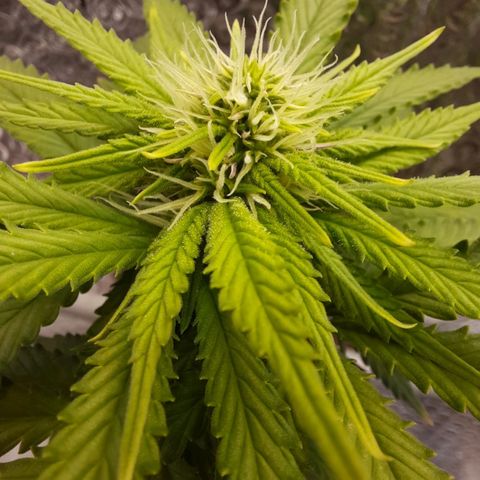 1st, 2nd & 3rd Green House Cheese growlog timeline photo