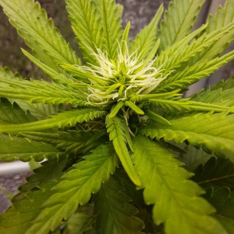 1st, 2nd & 3rd Green House Cheese growlog timeline photo