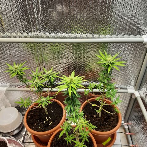 1st, 2nd & 3rd Green House Cheese growlog timeline photo