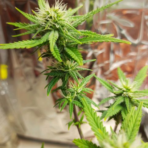 1st, 2nd & 3rd Green House Cheese growlog timeline photo