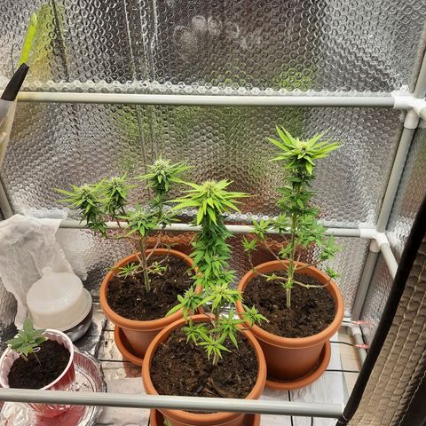 1st, 2nd & 3rd Green House Cheese growlog timeline photo
