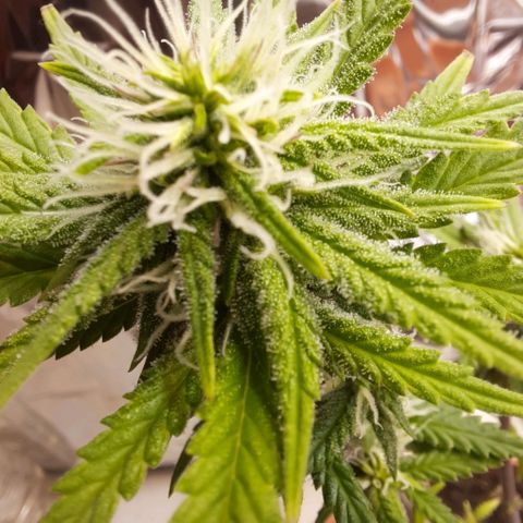 1st, 2nd & 3rd Green House Cheese growlog timeline photo