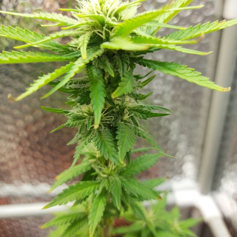 1st, 2nd & 3rd Green House Cheese growlog timeline photo