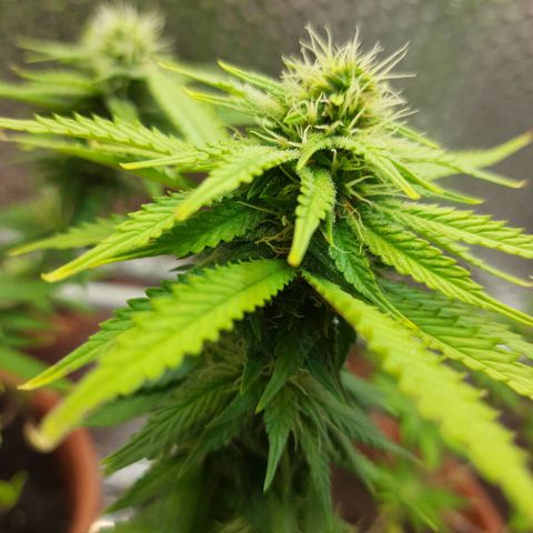 1st, 2nd & 3rd Green House Cheese growlog timeline photo