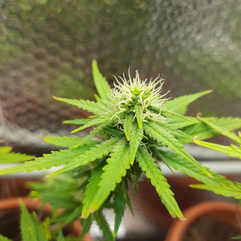 1st, 2nd & 3rd Green House Cheese growlog timeline photo