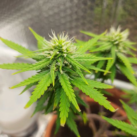 1st, 2nd & 3rd Green House Cheese growlog timeline photo