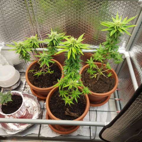1st, 2nd & 3rd Green House Cheese growlog timeline photo