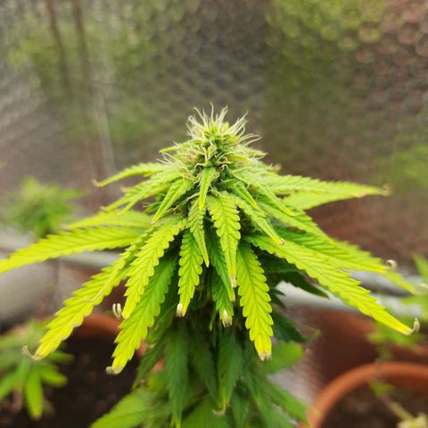 1st, 2nd & 3rd Green House Cheese growlog timeline photo