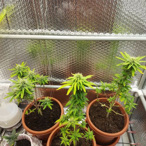 1st, 2nd & 3rd Green House Cheese growlog timeline photo