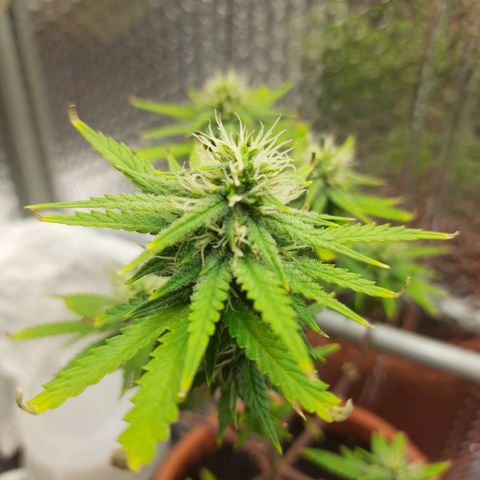 1st, 2nd & 3rd Green House Cheese growlog timeline photo