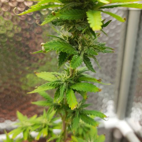 1st, 2nd & 3rd Green House Cheese growlog timeline photo