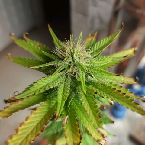 1st, 2nd & 3rd Green House Cheese growlog timeline photo