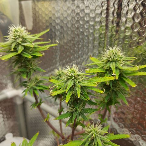 1st, 2nd & 3rd Green House Cheese growlog timeline photo