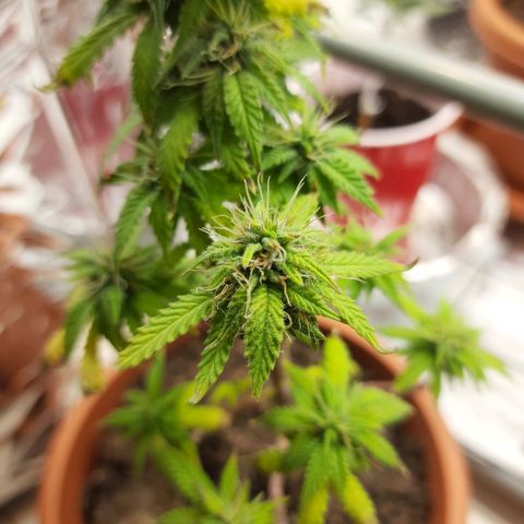 1st, 2nd & 3rd Green House Cheese growlog timeline photo