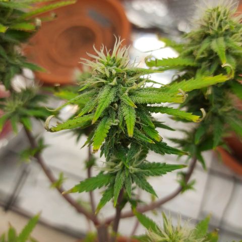1st, 2nd & 3rd Green House Cheese growlog timeline photo