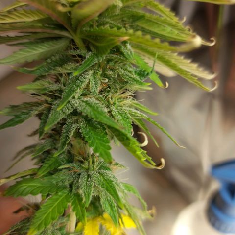 1st, 2nd & 3rd Green House Cheese growlog timeline photo