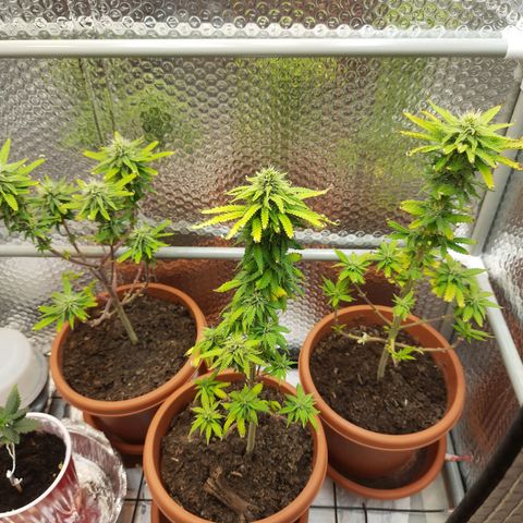 1st, 2nd & 3rd Green House Cheese growlog timeline photo