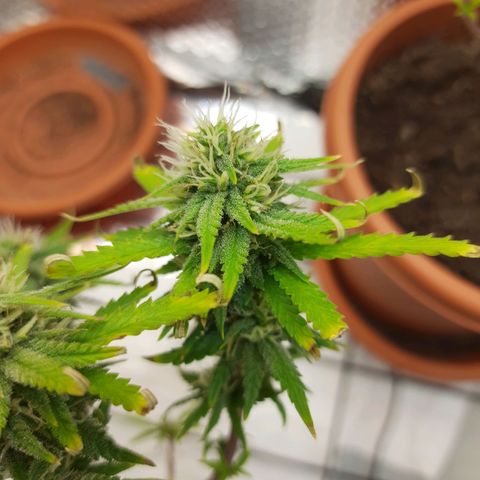 1st, 2nd & 3rd Green House Cheese growlog timeline photo