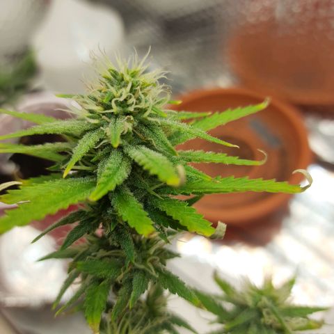 1st, 2nd & 3rd Green House Cheese growlog timeline photo