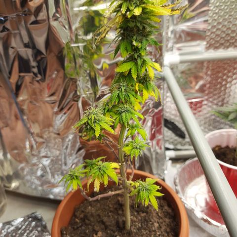 1st, 2nd & 3rd Green House Cheese growlog photo: Harvested 2 plants