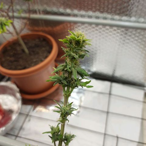 1st, 2nd & 3rd Green House Cheese growlog photo: Harvested 2 plants