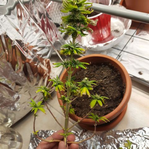 1st, 2nd & 3rd Green House Cheese growlog photo: Harvested 2 plants