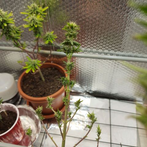 1st, 2nd & 3rd Green House Cheese growlog photo: Harvested 2 plants