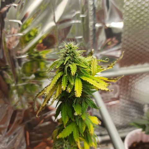 1st, 2nd & 3rd Green House Cheese growlog photo: Harvested 2 plants