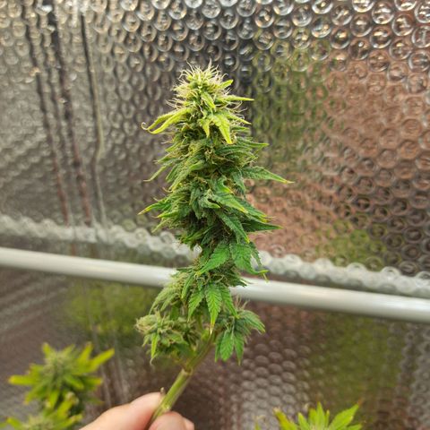 1st, 2nd & 3rd Green House Cheese growlog photo: Harvested 2 plants