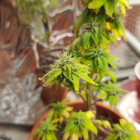 1st, 2nd & 3rd Green House Cheese growlog photo: Harvested 2 plants