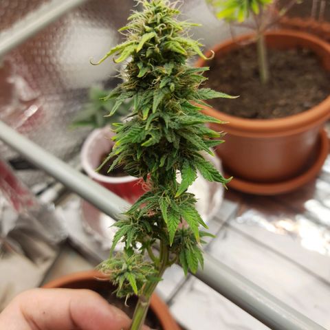 1st, 2nd & 3rd Green House Cheese growlog photo: Harvested 2 plants