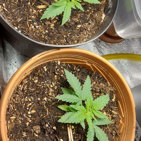 Auto Northern Lights growlog timeline photo