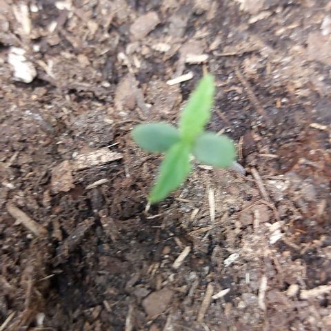 Auto Northern Lights growlog timeline photo
