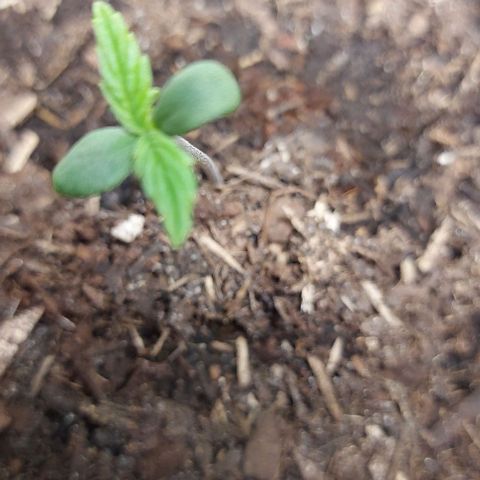 Auto Northern Lights growlog timeline photo