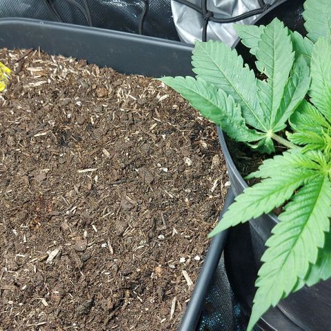 Auto Northern Lights growlog timeline photo