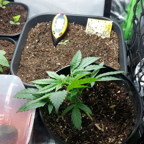 Auto Northern Lights growlog timeline photo
