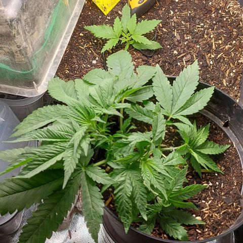 Auto Northern Lights growlog timeline photo