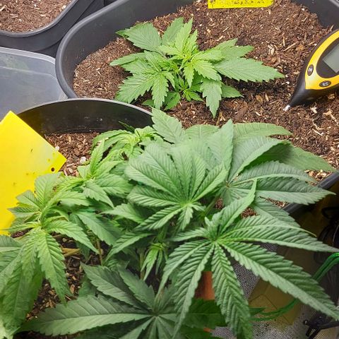 Auto Northern Lights growlog timeline photo