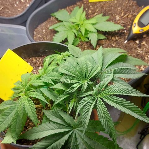 Auto Northern Lights growlog timeline photo