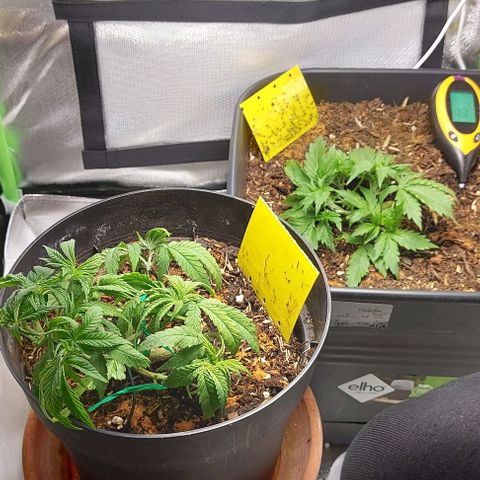 Auto Northern Lights growlog timeline photo